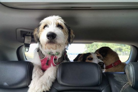 Como transportar os animais em segurança no carro